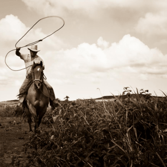 a person riding a horse in a field