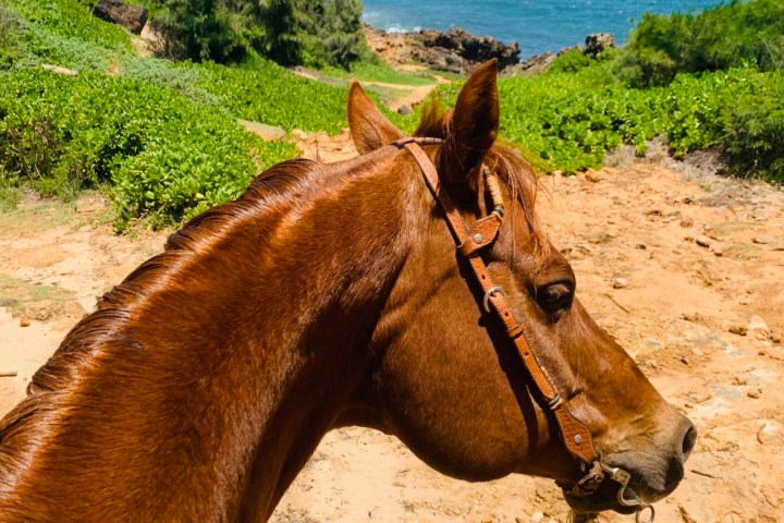 a close up of a brown horse standing next to a body of water