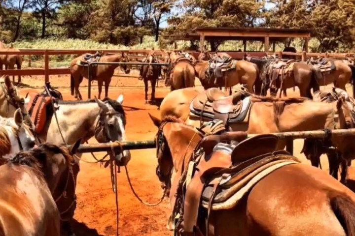 a herd of cattle standing on top of a horse