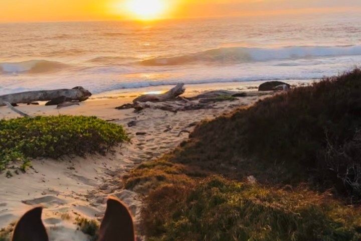 a close up of a dog on a beach